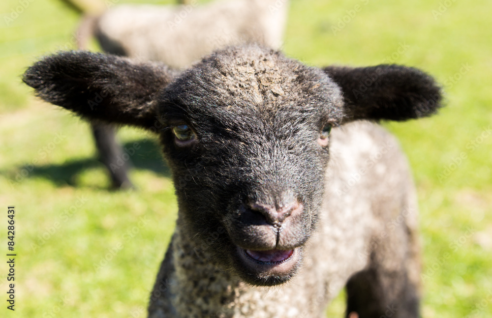Portrait of Shropshire lamb in meadow Portrait of Shropshire lamb in meadow