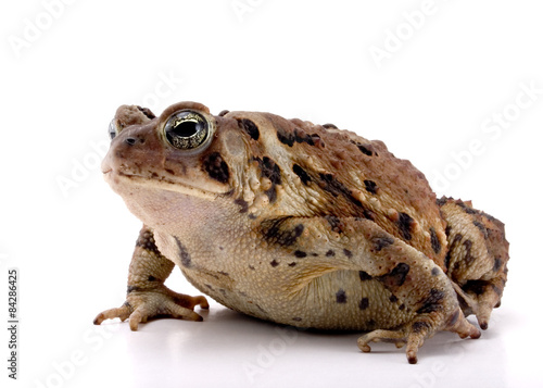 Fat Toad.