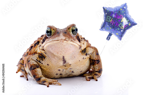 Birthday Toad