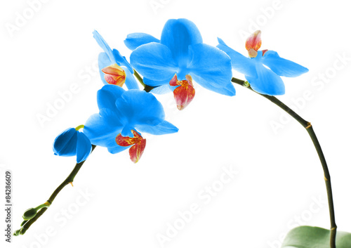 Beautiful blue orchid  isolated on white