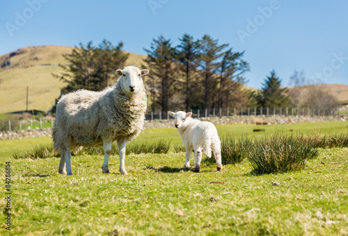 Sheep and lambs in welsh mountain farm