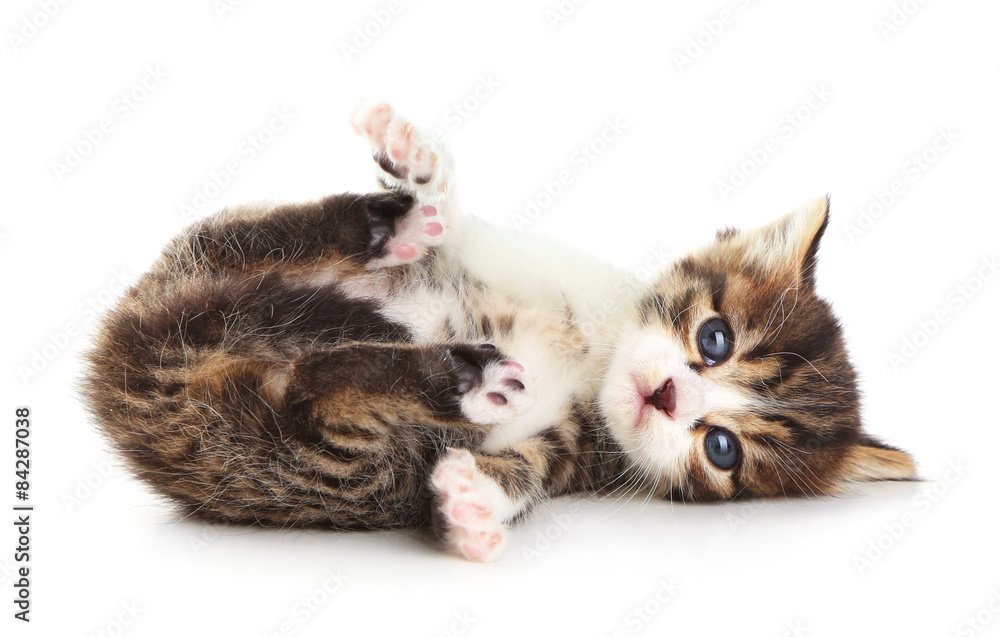 Fototapeta premium Cute little kitten, isolated on white