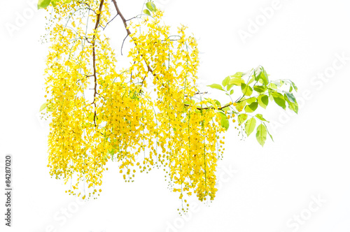 Cassia fistula flower with white background