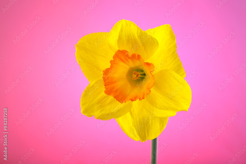 Fresh narcissus flower on color background Fresh narcissus flower on color background
