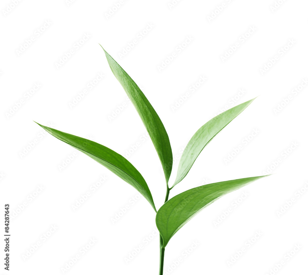 Branch with fresh green leaves, isolated on white Branch with fresh green leaves, isolated on white