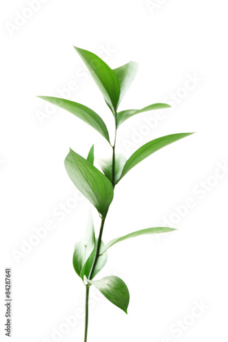 Branch with fresh green leaves  isolated on white