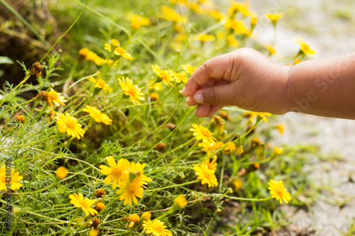 A female child is picking yellow flowers in a meadow during summ