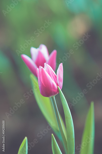 Tulip flower spring in vintage retro tone