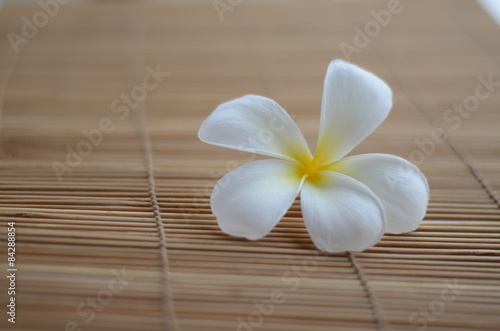 plumeria flowers color green nature background blossom plant