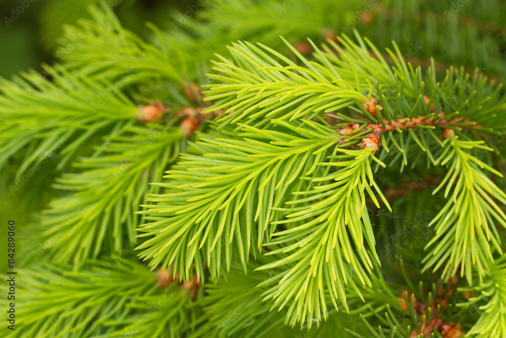 Growing pine tree in a spring.