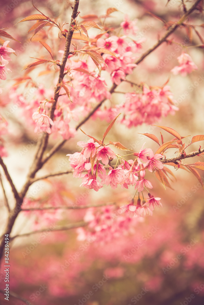 Wild Himalayan Cherry spring blossom Wild Himalayan Cherry spring blossom