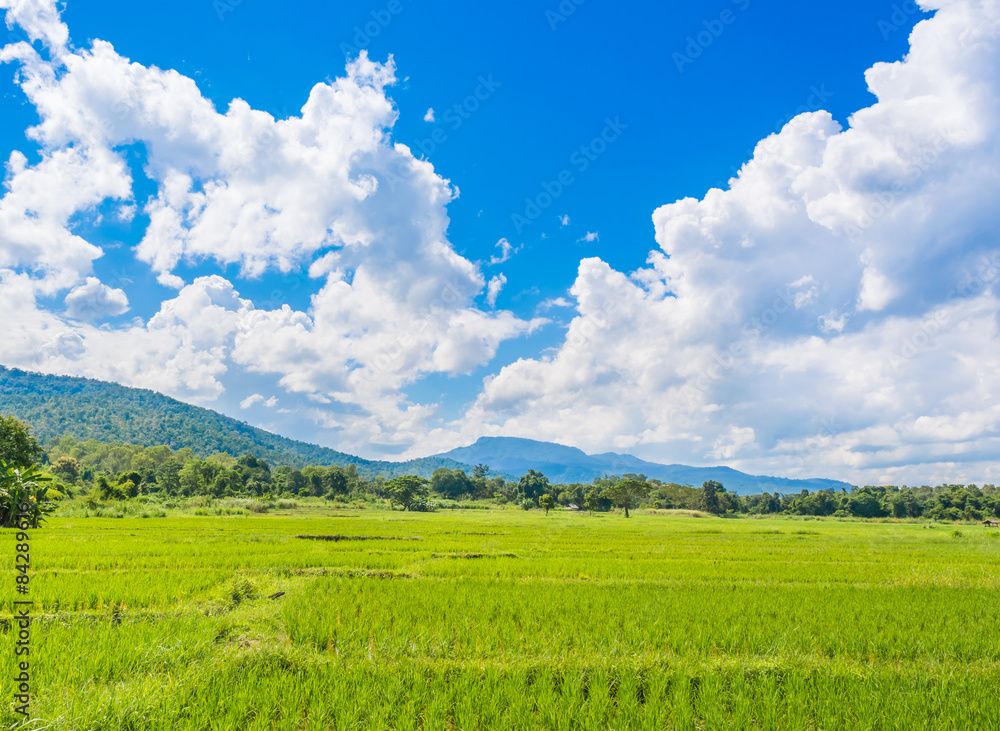 image of rice field and clear blue sky for background usage .