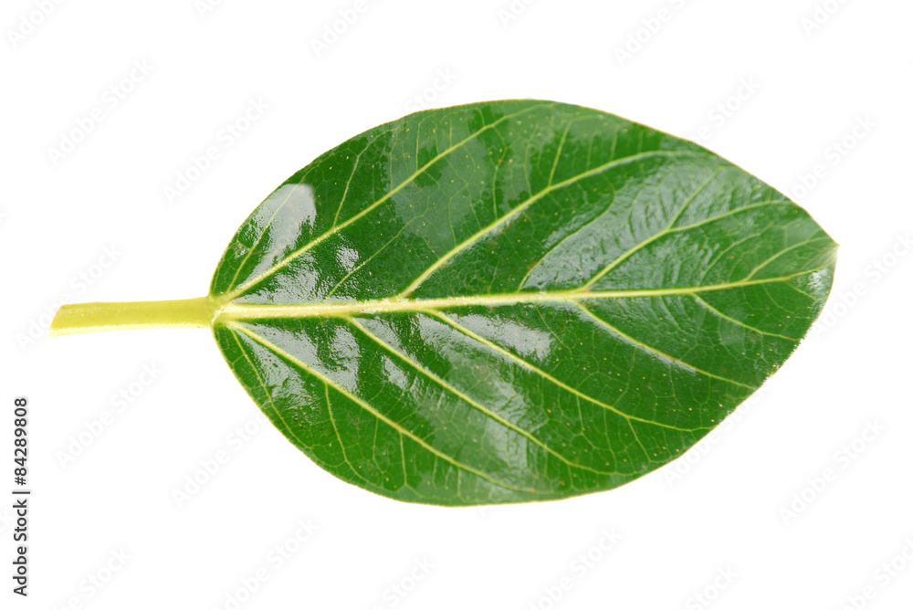 Obraz premium Green leaf isolated on white