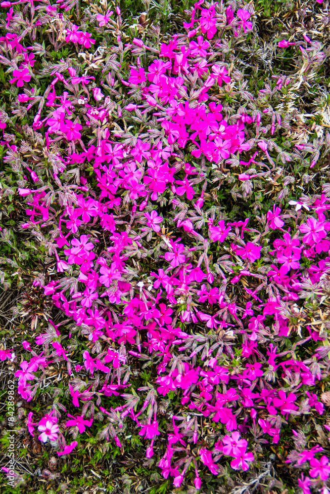 Pink moss