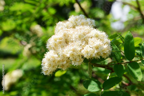 Flowering branch of rowan tree  closeup