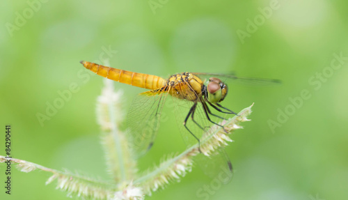 dragonfly © chyball