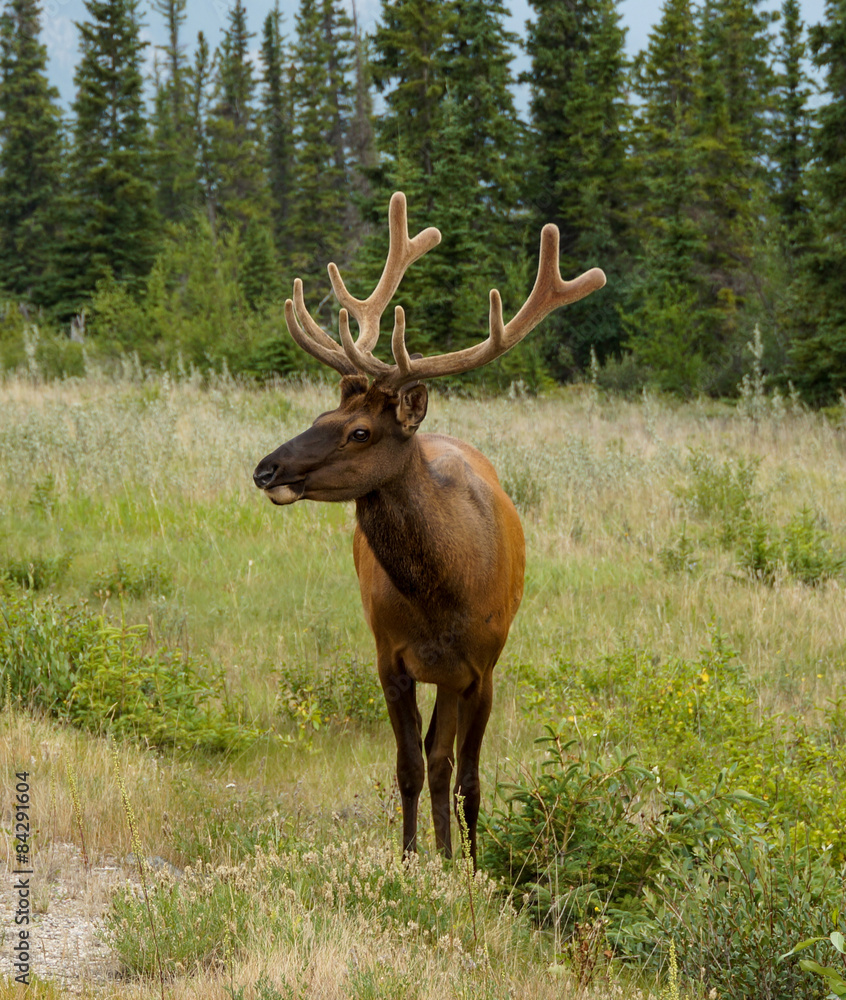 White-tailed Deer in Jasper National Park White-tailed Deer in Jasper National Park