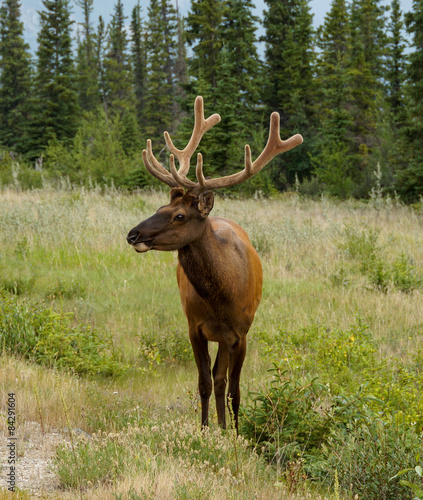 White-tailed Deer in Jasper National Park