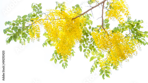 Golden Shower Tree