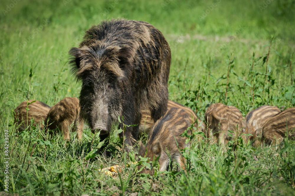 Wild boar family Wild boar family