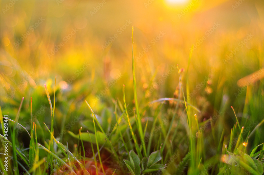 Nature background with grass at sunset