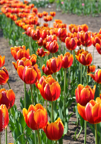 Beautiful red tulips in nature  colorful flowers