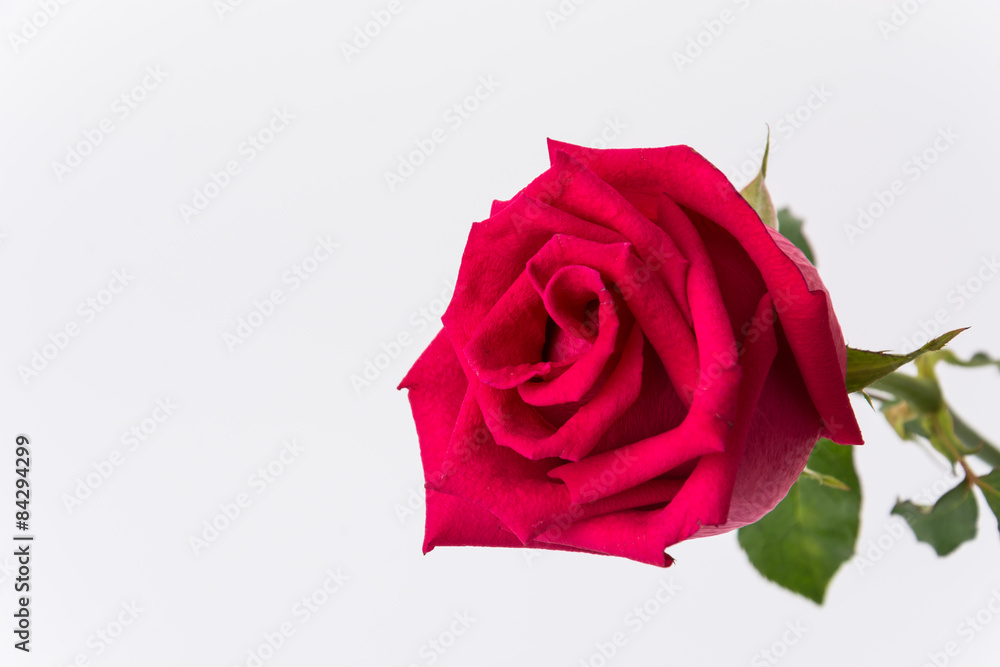 red rose red rose