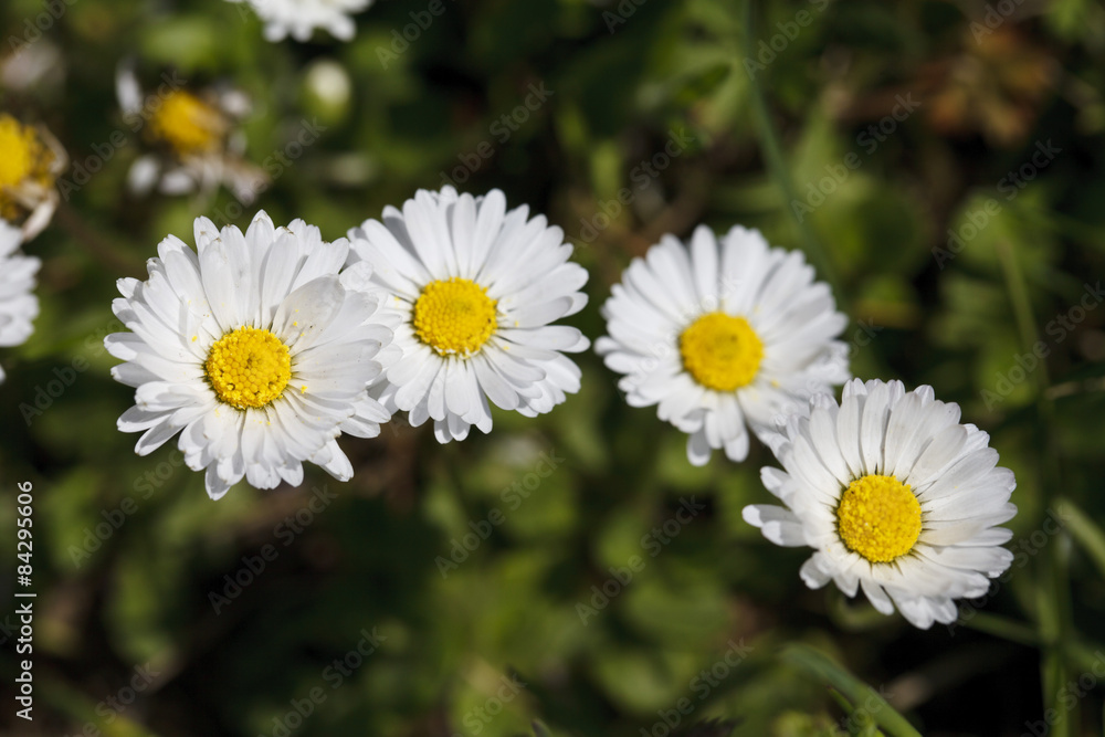 Fototapeta premium Beautiful daisy field