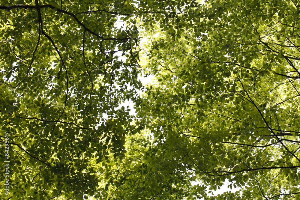 bright green foliage background of trees bright green foliage background of trees