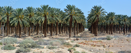 Date Palm Plantation - Dead Sea, Israel