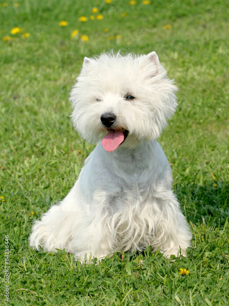 Typical West Highland White Terrier in the garden Typical West Highland White Terrier in the garden