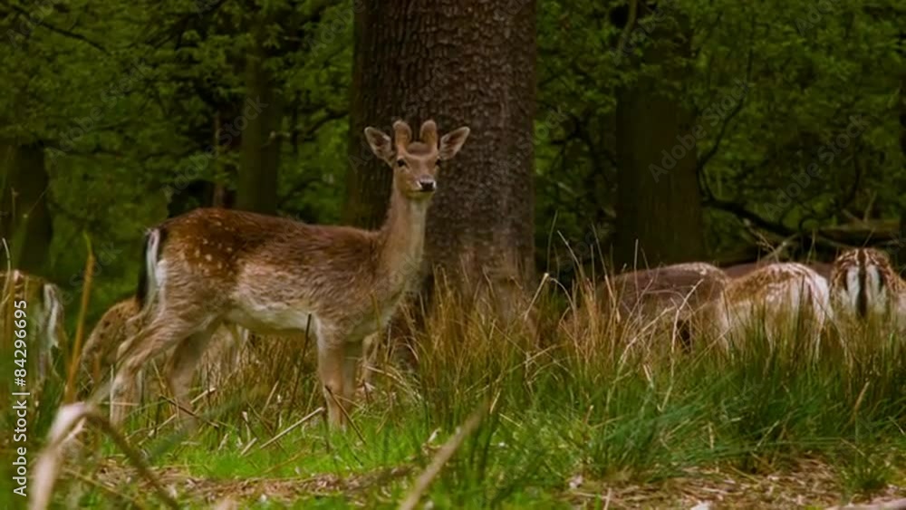 Fallow Deers at a peaceful afternoon Fallow Deers at a peaceful afternoon