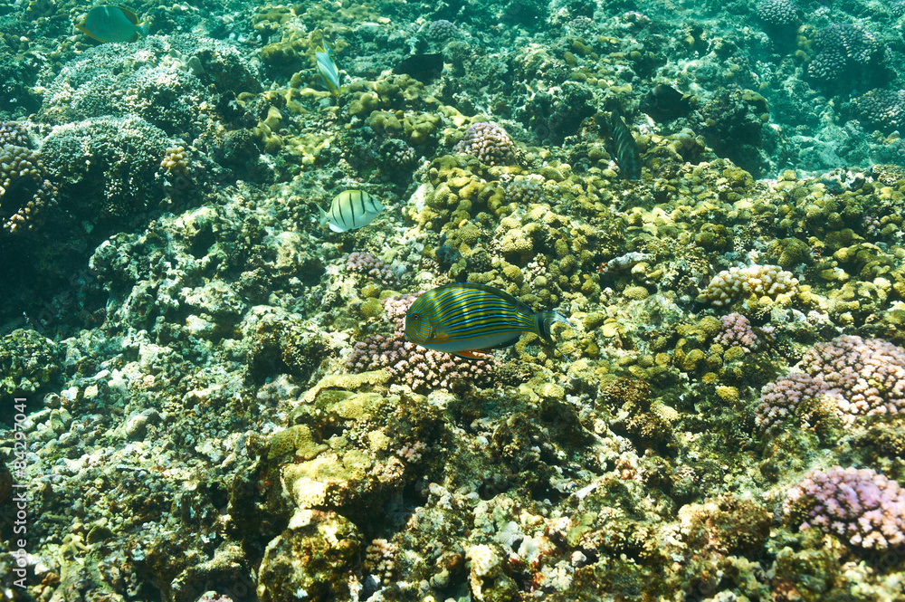 Fototapeta premium Coral reef and fish