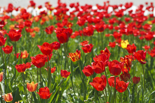 field of red tulips beautiful