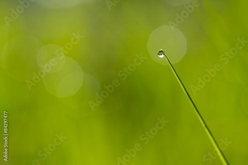 Dew on grass. © Donjiy