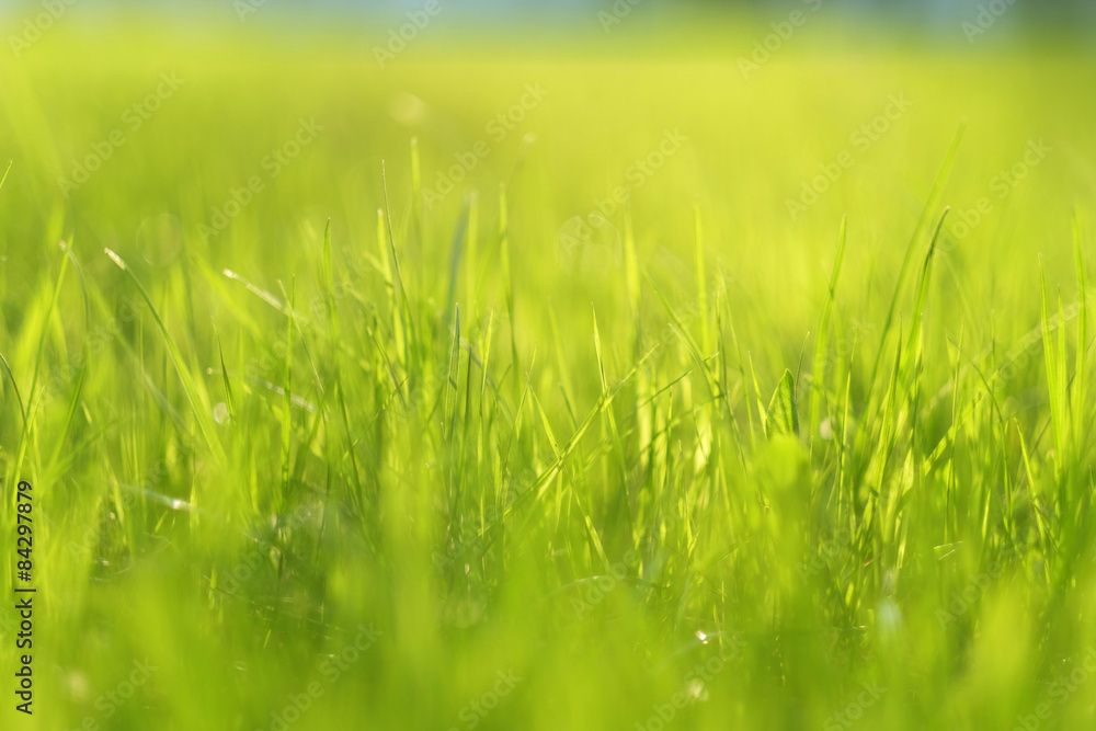 Meadow in sunlight