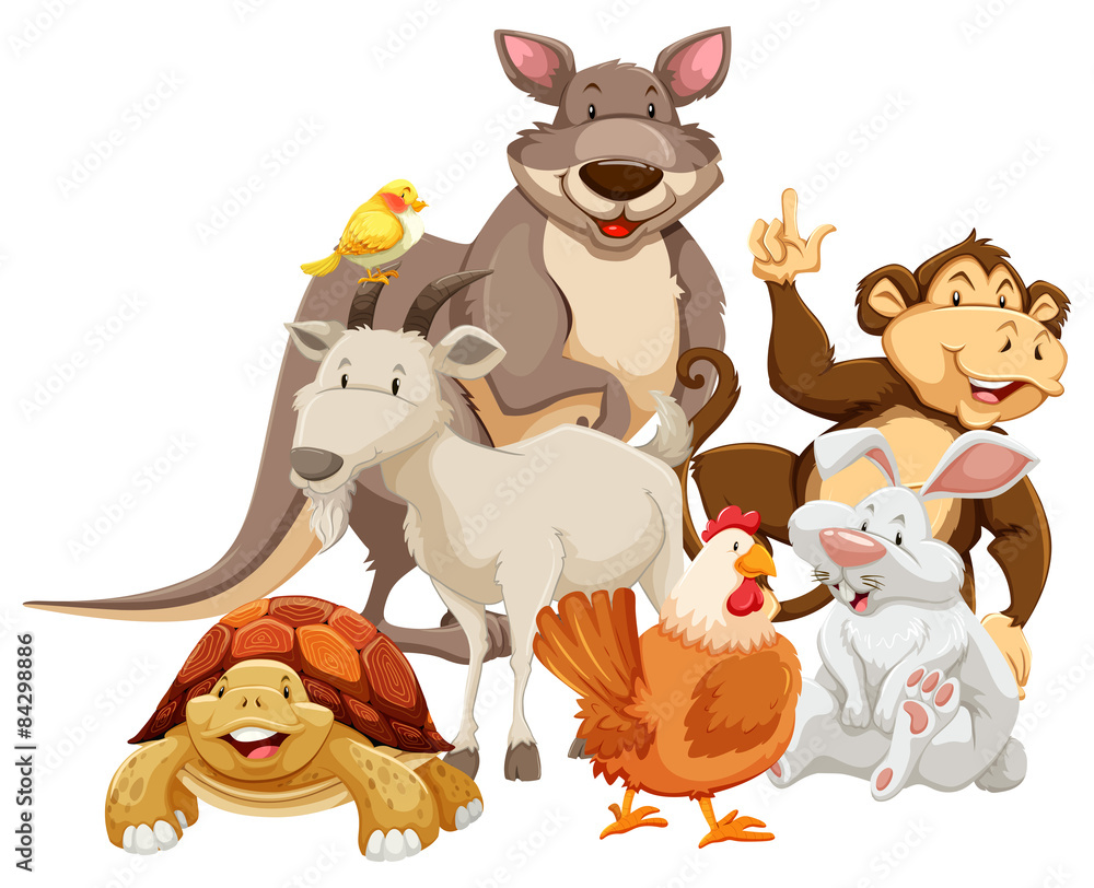 Obraz premium Animals