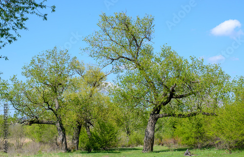 Scenic View of Lush Green Trees with Blue Sky