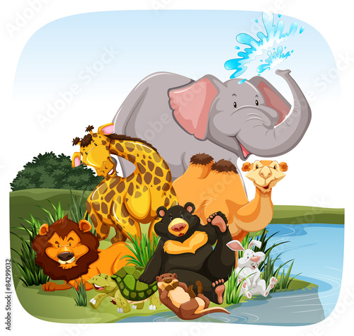 Canvas Print Animals