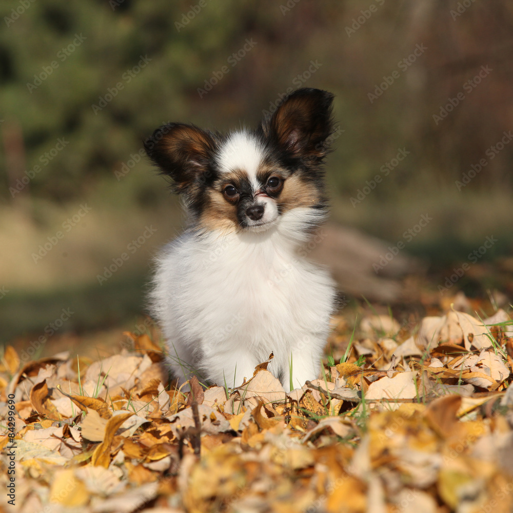 Amazing paillon puppy running in autumn