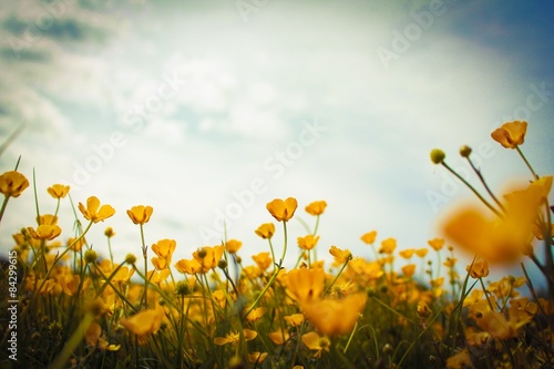 Natural buttercup frame photo