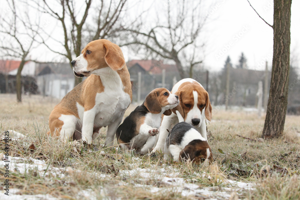 Two adult beagles with two puppies