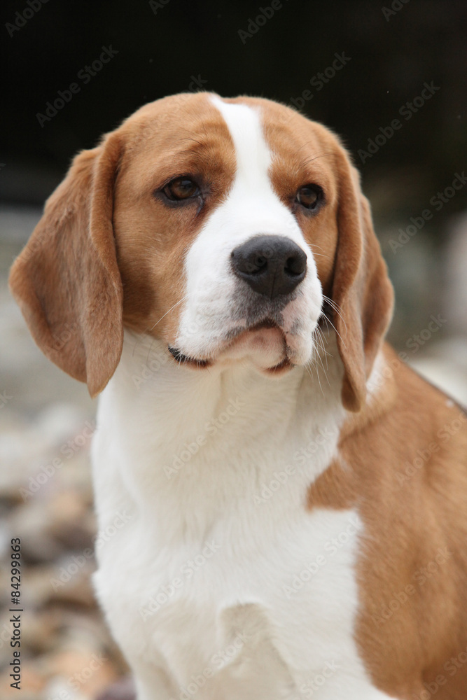 Gorgeous beagle looking