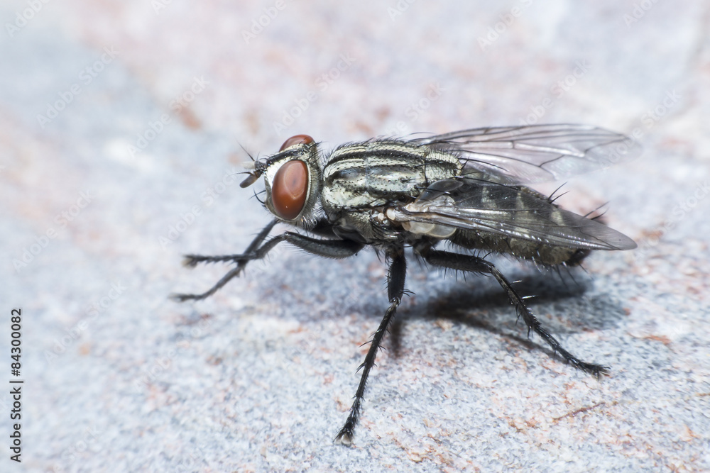 Flies cause diseases Flies cause diseases