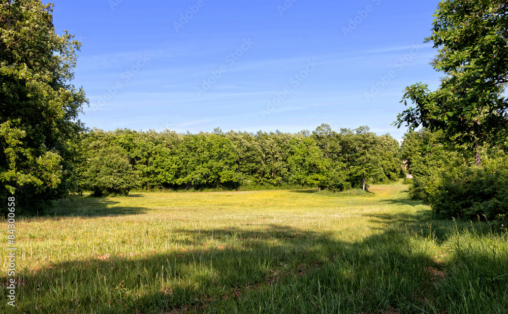 Obraz premium Forest