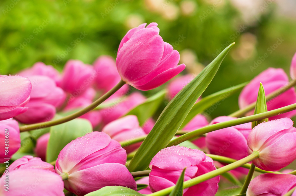Obraz premium Pink tulips