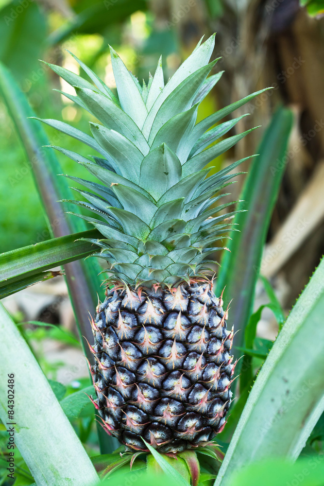 Obraz premium Pineapple