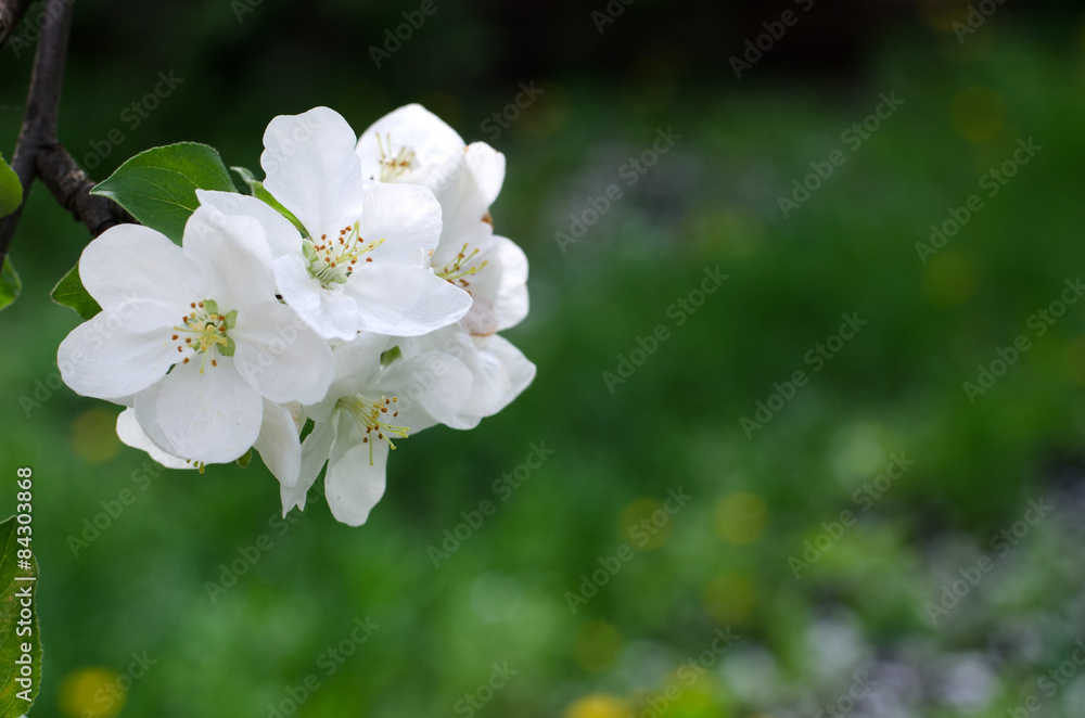 white apple blossom in the tree
