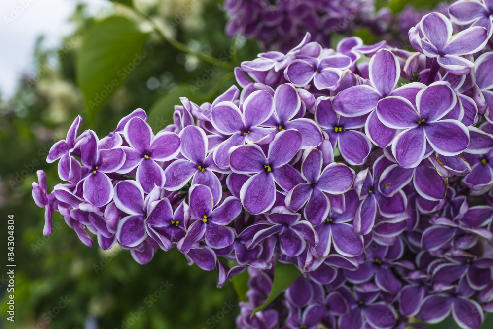 Bunch of purple lilacs on green background macro photography Bunch of purple lilacs on green background macro photography