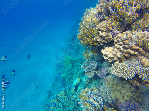 Red Sea fishes on a coral reef. Underwater Snorkeling